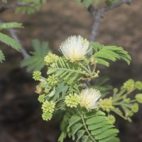 Albizia amara (Roxb.) Boivin